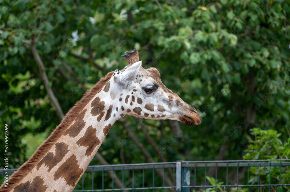 Wall mural Giraffe