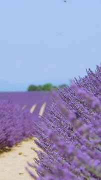 SLOW MOTION, CLOSE UP, DOF: Breathtaking shot of long rows of lavender under the summer sun in rural France. Picturesque view of the endless fields of aromatic lavender blossoming in tranquil Provence