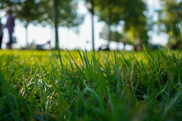 Green meadow. Close-up grass at sunset, selected area, sunset, inside the park, blurred background