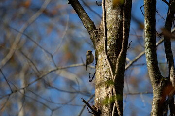 Golden-Crowned Kinglet Foraging
