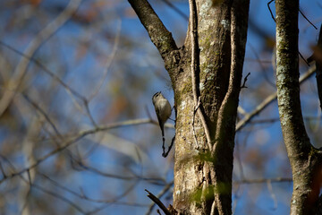 Golden-Crowned Kinglet Walking up a Tree