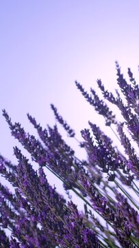 SLOW MOTION, CLOSE UP, LENS FLARE DOF: Bright summer sunbeams shine through the blossoming lavender shrub. Cinematic shot of gentle breeze moving the bright purple stalks of lavender in sunny Provence