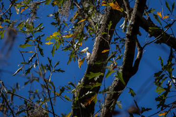 Fototapeta premium Downy Woodpecker