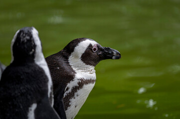 Pinguin