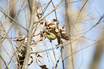 Fototapeta premium Orange-Crowned Warbler