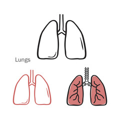 lungs vector illustration