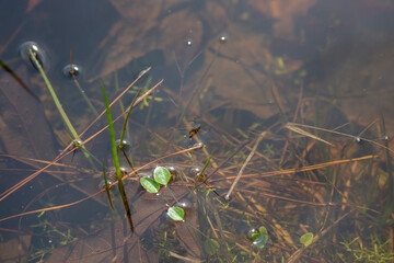 Water Strider Bug