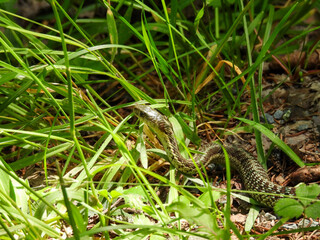 Maritime garter snake in the park in Cape Breton, Canada
