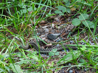 Maritime garter snake in the park in Cape Breton, Canada