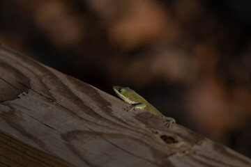 Green Anole Scurrying