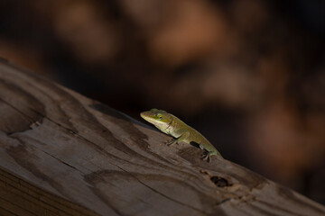 Green Anole Peeking over the Side of a Wooden Plank