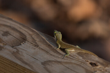 Wary Green Anole Scurrying