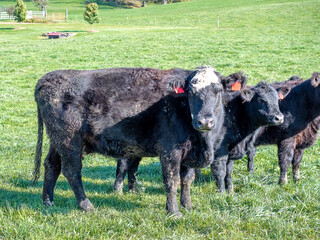 Angus Beef Cows in a farm field in Virginia that are tagged and muddy