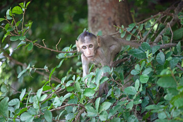 可愛いサル