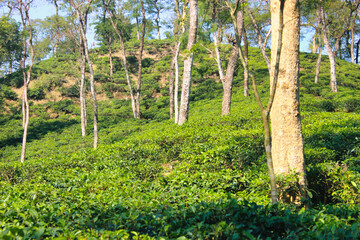 Fototapeta premium Tea Garden, Sylhet cinema shooting spot 