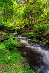 stream in a green forest on summer warm days. Peak District national park.