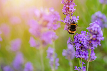 closeup of bumblebee on lavender flower  on sunny summer day Summer flowers.  Summertime     High quality phot