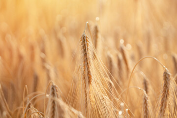 Closeup of ears of wheat in the field at the sunset Farmers securing food supply and feeding the...