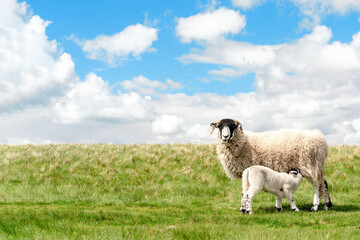 The grazing sheep and  lamb on the meadow in Peak District against the blue sky Space fo text © Iryna