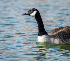 goose swimming in boating lake