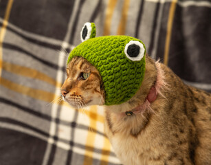 Savannah cat in a knitted hat