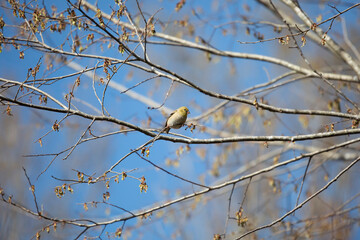 American Goldfinch Foraging