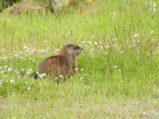 A groundhog in Fundy National Park