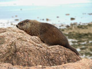 A groundhog in Fundy National Park