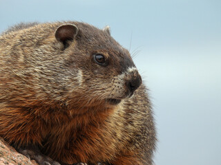 A groundhog in Fundy National Park