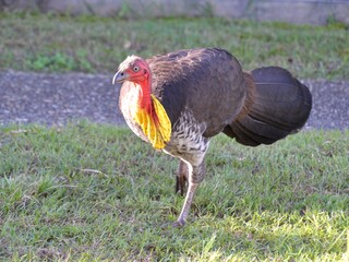 Australian bush turkey with yellow neck
