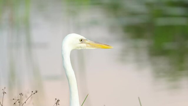 extreme close up of the head of a great egret at the everglades national park in florida, usa