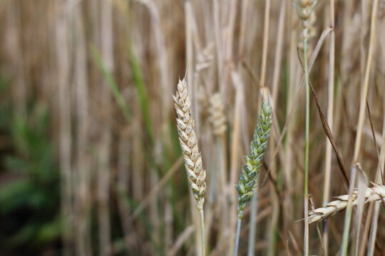 Yellow and green spikelets of wheat