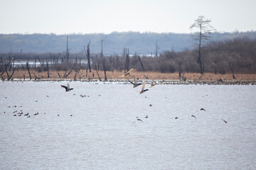 Mallard Ducks in Flight