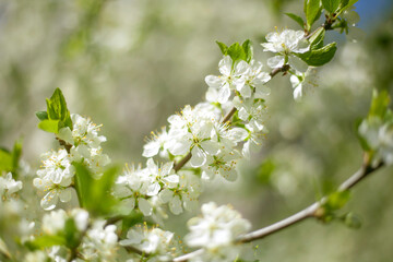 Blossoming of apple trees. White apple blossoms in spring. Branches of plant.