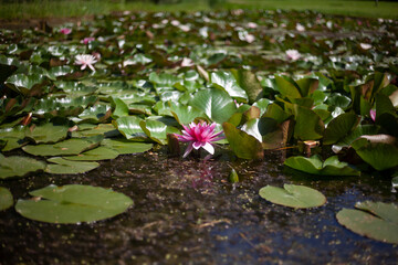 Lotuses on water. Water lilies in swamp. Plants in pond.