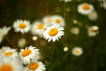 Daisies in field. White petals of plants. Background wildflowers.