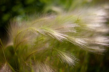 Ears of corn in field. Background wheat. Details of grain plant.