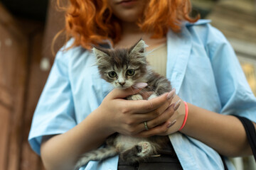 Kitten in the hands of a girl.