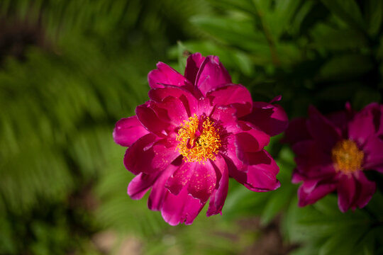 Wild rose. Rose bush in park. Purple flower petals.