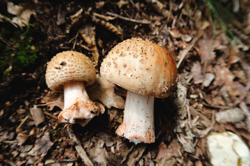 Amanita rubescens. Forest mushrooms 