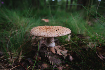 Amanita rubescens. Forest mushrooms. 