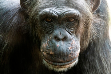 Schimpanse Portrait