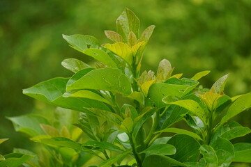 Green young avocado (Persea americana, avocado pear, alligator pear) leaves in the nature background
