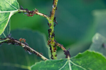 red ants farming aphids on a young tree