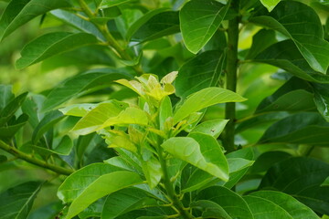 Green young avocado (Persea americana, avocado pear, alligator pear) leaves in the nature background