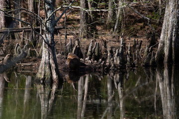 Two Nutria