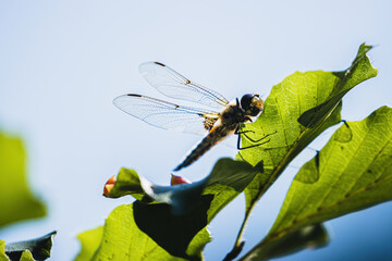 four-spot a kind of dragonfly sitting on a stick.