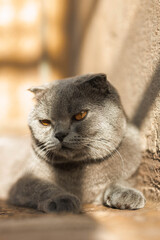 Beautiful Grey Scottish-fold shorthair fluffy cat with orange eyes chilling comfortably on the floor in sunny day. Warm picture toning. Pets care. World cat day. Image for websites about cats..