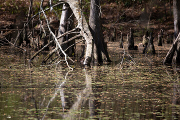 Red-Eared Sliders in a Swamp