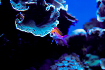 Reef Fish